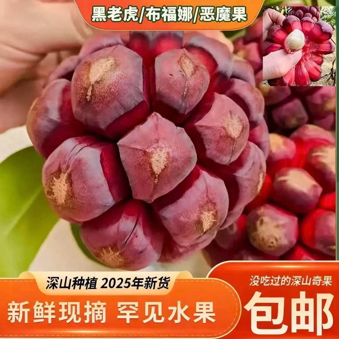 新鲜稀有黑老虎水果布福娜冷饭团果汁细腻鲜甜奇葩黑老虎果