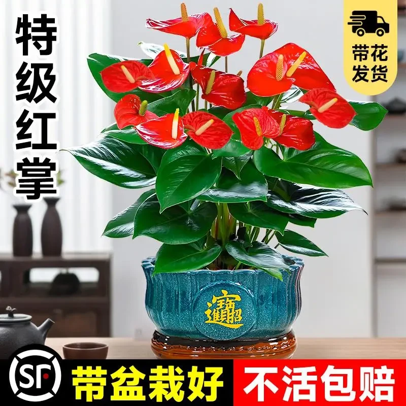 大盆特级红掌盆栽花卉植物室内绿植鸿运当头四季开花好养中式盆景