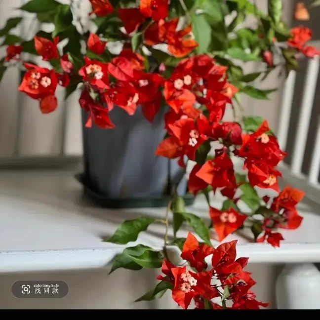 四季开花植物三角梅家用绿樱三角梅。