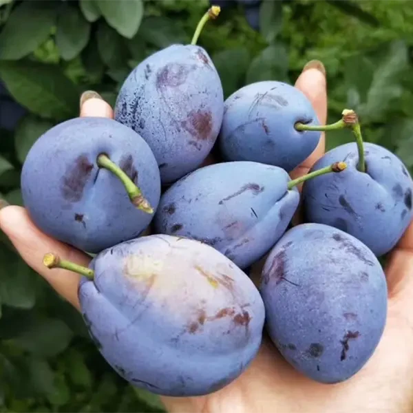 正宗甜西梅135斤当季新鲜水果现摘蓝蜜脆甜西梅李子现货大果包邮