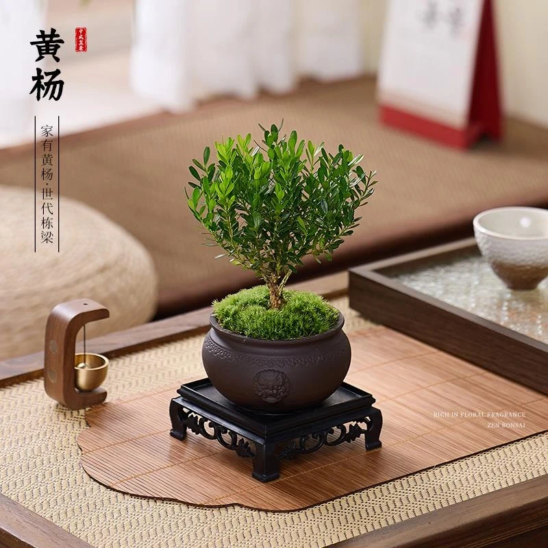 黄杨盆景老桩桌面植物室内外茶几绿植小盆栽庭院造型树苗四季常青
