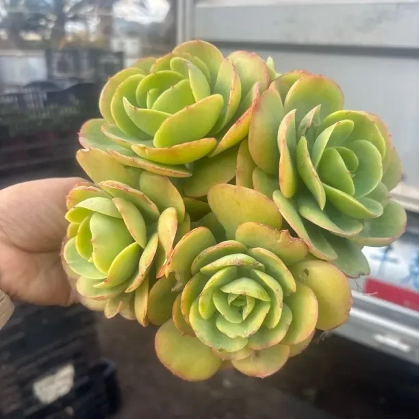 鸡蛋碧桃 多肉植物新手好养阳台盆栽（全店满包邮）