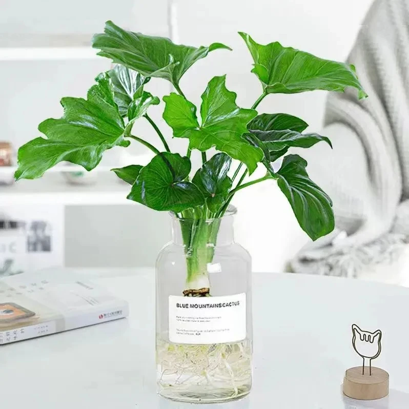 春羽水培植物水养花卉盆栽客厅卧室内绿植小天使驱蚊四季常青好养