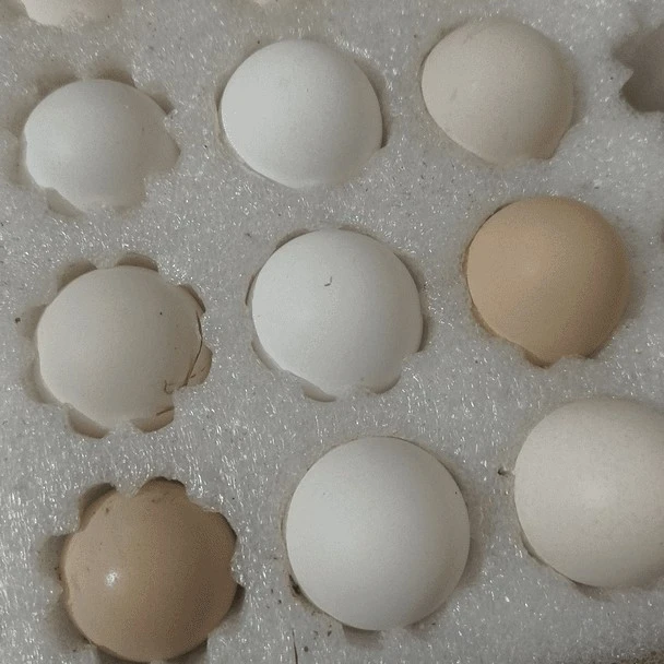 农村散养山鸡蛋口感正宗（有问题保质期7天内联系商家）