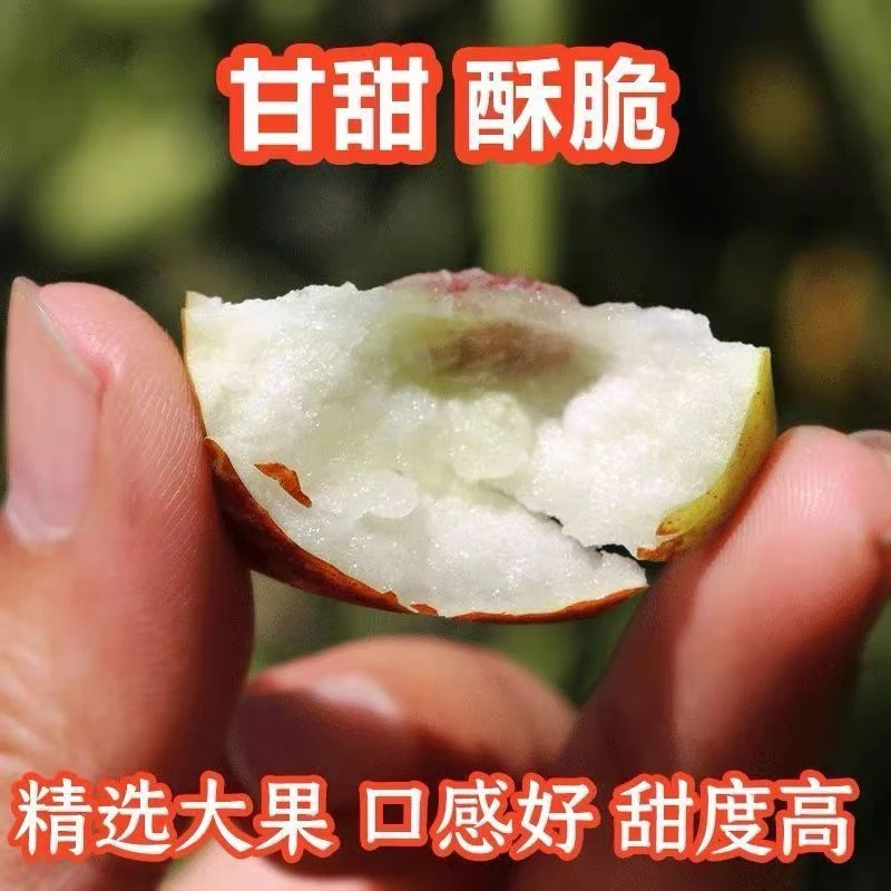 【山东沾化】正宗沾化冬枣超脆甜应季新鲜现摘水果产地现摘现发