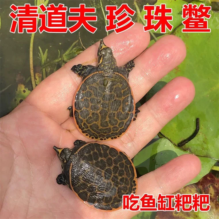 珍珠鳖深水猪猪鳖 鱼池清道夫 4-5厘米
