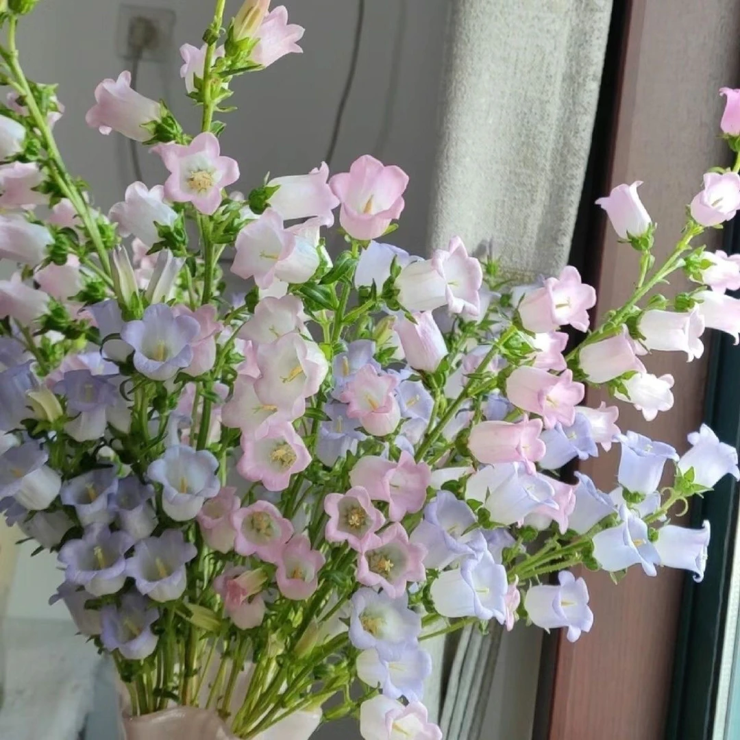 风铃花鲜花云南基地直发水培客厅插花办公室家用水养当季混搭花束