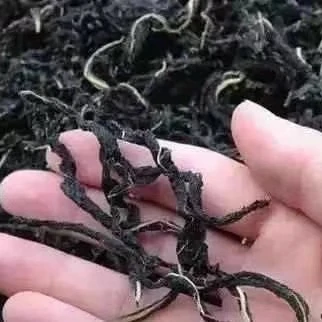农家自摘芝麻叶香油叶河南特产南阳淅川嫩叶凉拌下饭干菜自然晾晒
