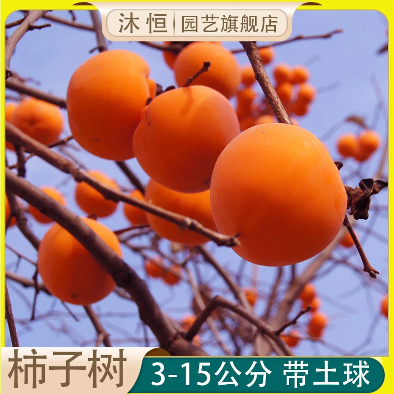 柿子树大树太秋脆甜柿子树苗庭院果树南北方种植地栽火晶柿子树