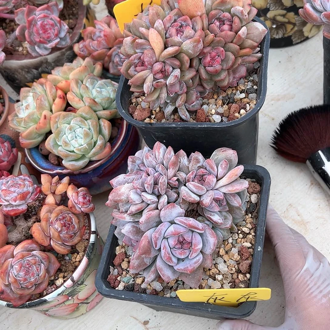 灰*多肉植物精品砍头群，寄养
