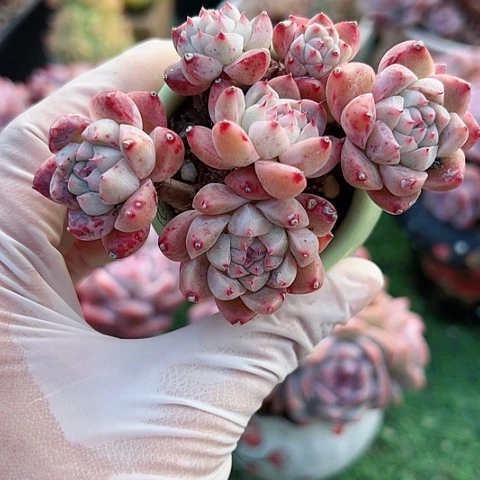 秋***s多肉植物精品土