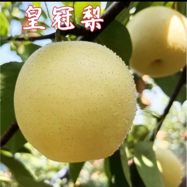 云南皇冠梨树苗 酥脆梨果树苗香梨水晶雪梨嫁接梨苗 南北皆可种植