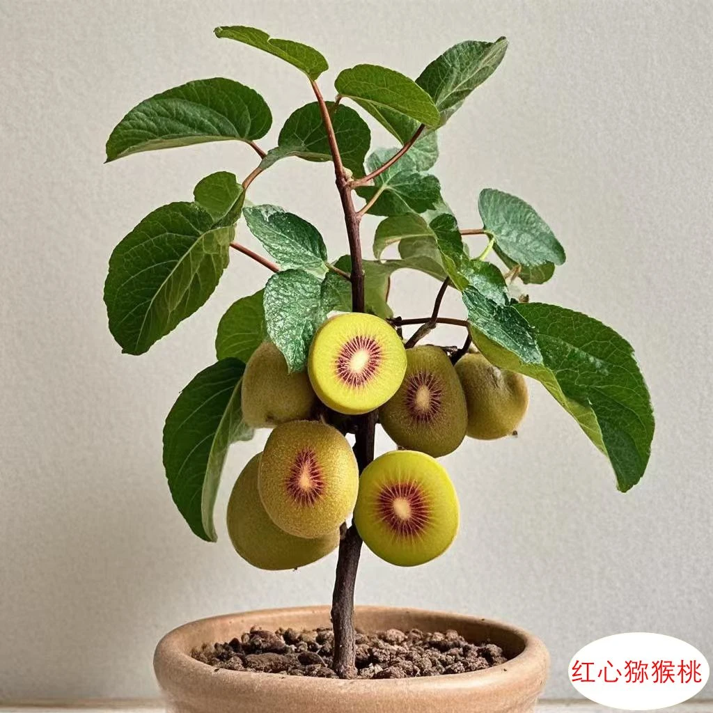 四川红心猕猴桃树果苗嫁接矮化阳台盆栽庭院地栽耐寒南北方种植