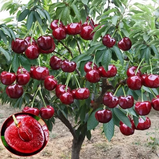 盆栽车厘子树苗大樱桃树苖盆栽地栽庭院果树南方北方种植樱桃苗树