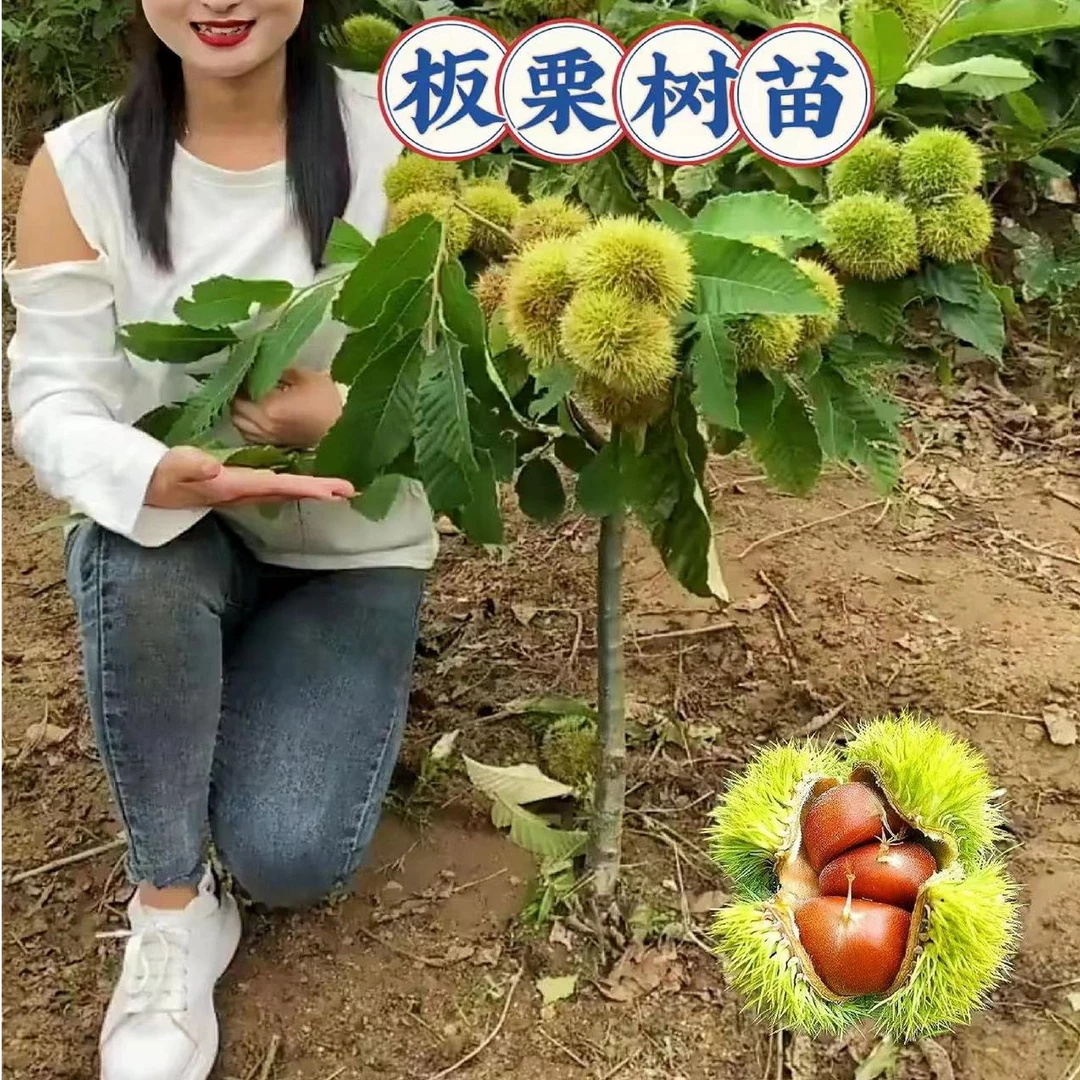 嫁接板栗苗树特大板栗果树地栽南北方种植大红袍板栗带土球