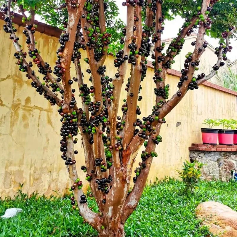 云南四季嘉宝果树果苗沙巴艾斯卡树葡萄苗果树庭院南北方种植盆栽