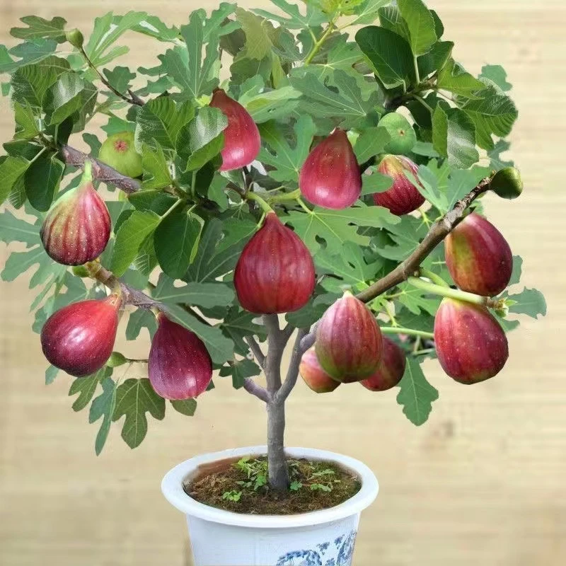 盆栽无花果树果苗四季盆栽特大矮化波姬红无花果苗树