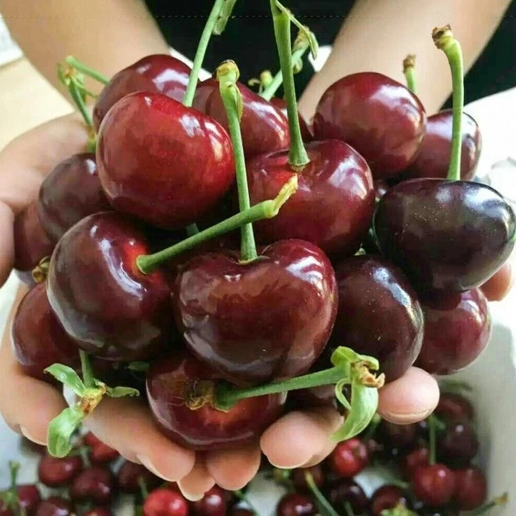 车厘子树苗樱桃树苖南方北方种植盆栽庭院果树矮化樱桃树大樱桃苗