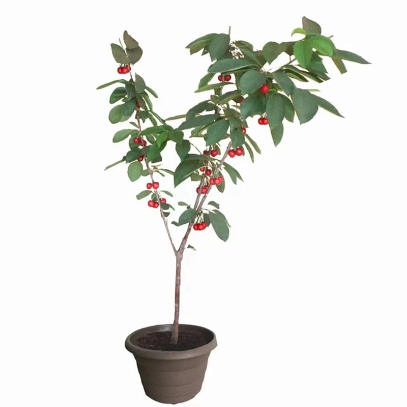 云南玛瑙红樱桃树苗大红灯车厘子树苗北南方种植樱桃苗水果树果苗