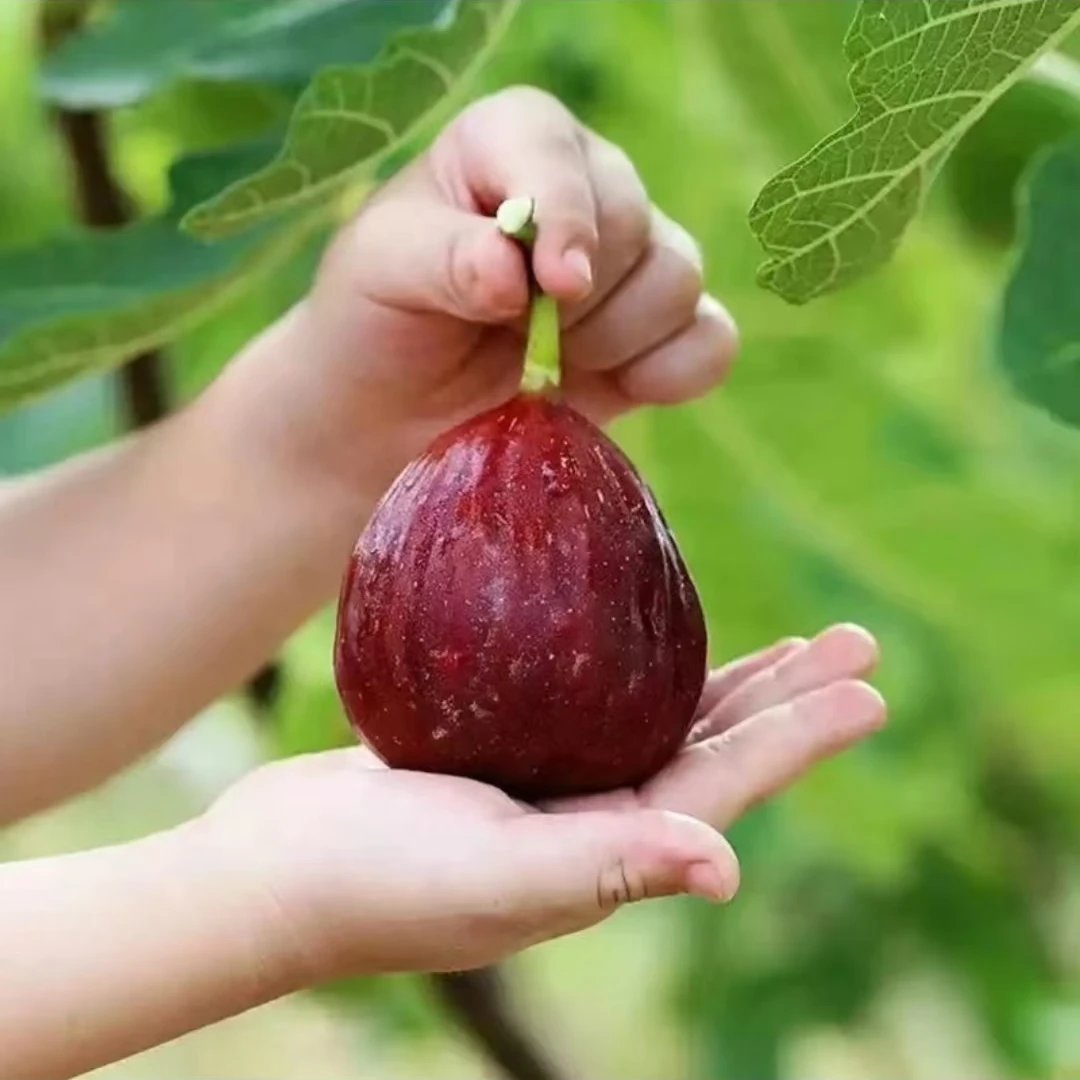 无花果树果苗盆栽无花果苗耐寒波姬红无花果南北种植当年结果