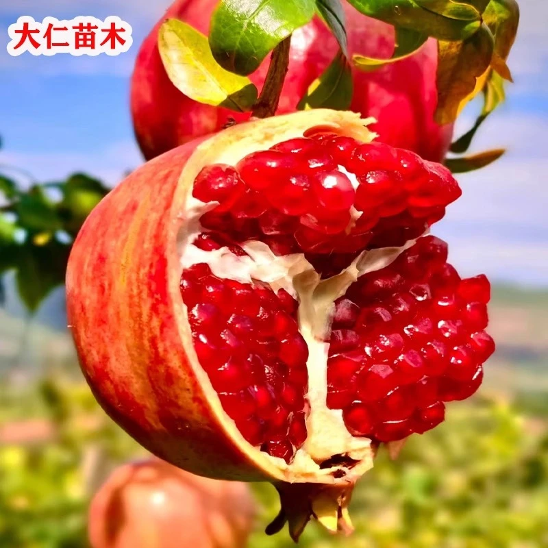 嫁接矮化石榴树树苗特大突尼斯蒙自软籽石榴树苗盆栽地栽庭院种植