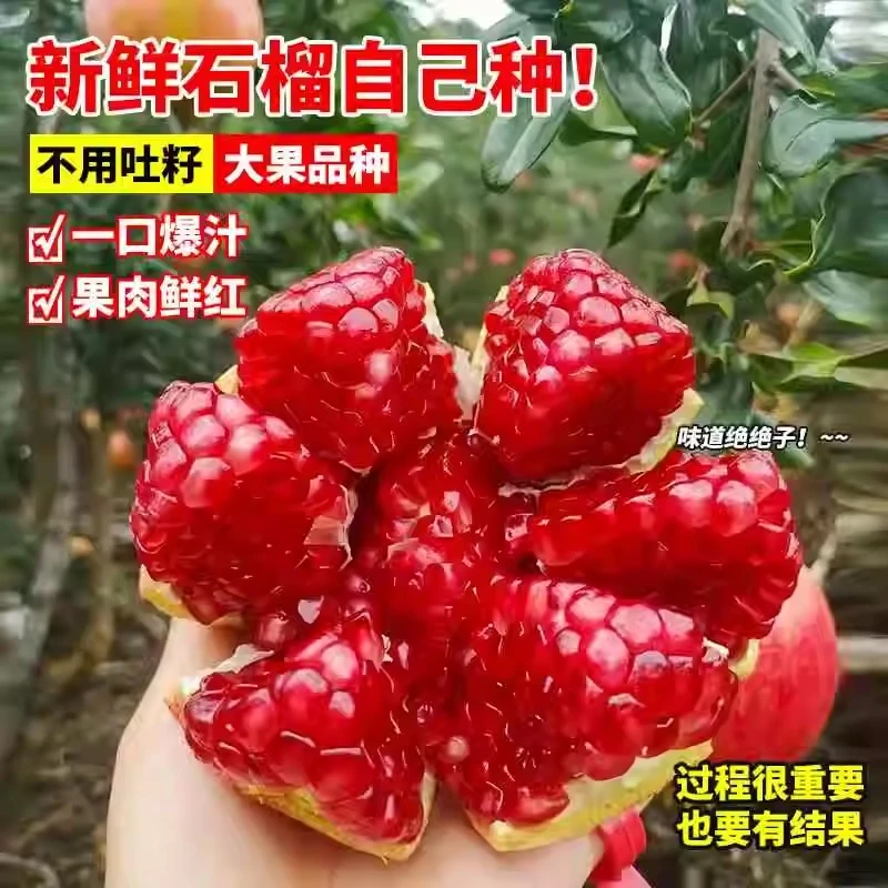 石榴树树苗突尼斯软籽带土特大无籽蒙自甜石榴老桩庭院盆栽果树苗