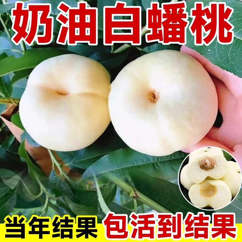奶油蟠桃苗早熟桃树果苗新品种盆栽果树南方北方种植当年结果庭院