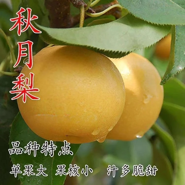 正宗秋月梨树果苗 嫁接新品种梨树苗南北方种植当年结果果树苗