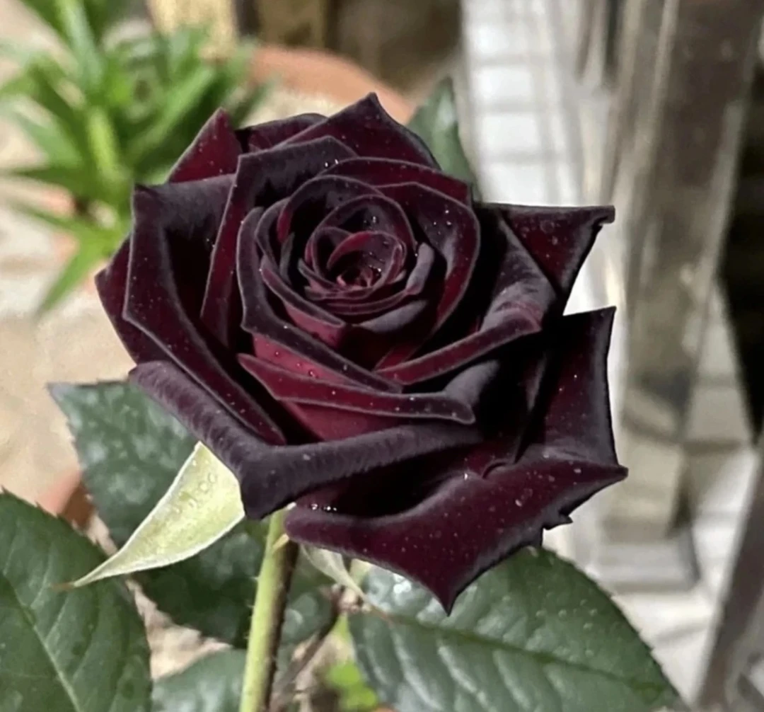 爱语花卉（大盆黑巴克） 高级质感四季开花玫瑰盆栽好养