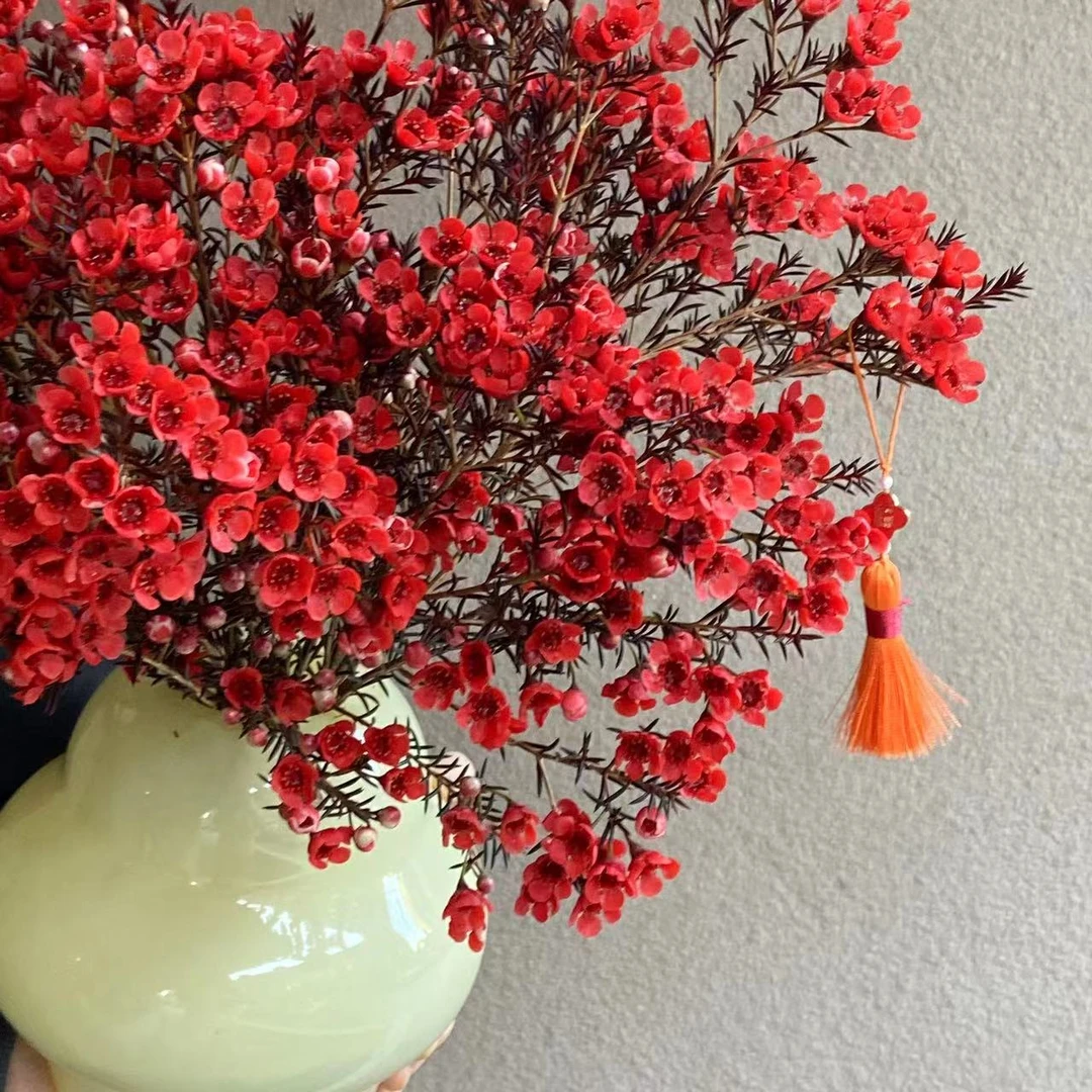 澳洲进口A级腊梅 鲜切枝 可制作干花 花期长 家居插花