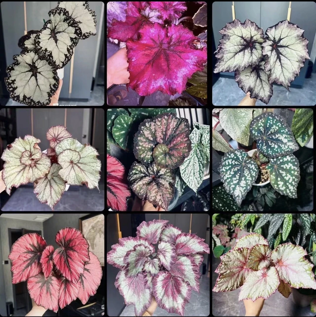 秋海棠 组合专用链接 录制开箱视频无任何售后