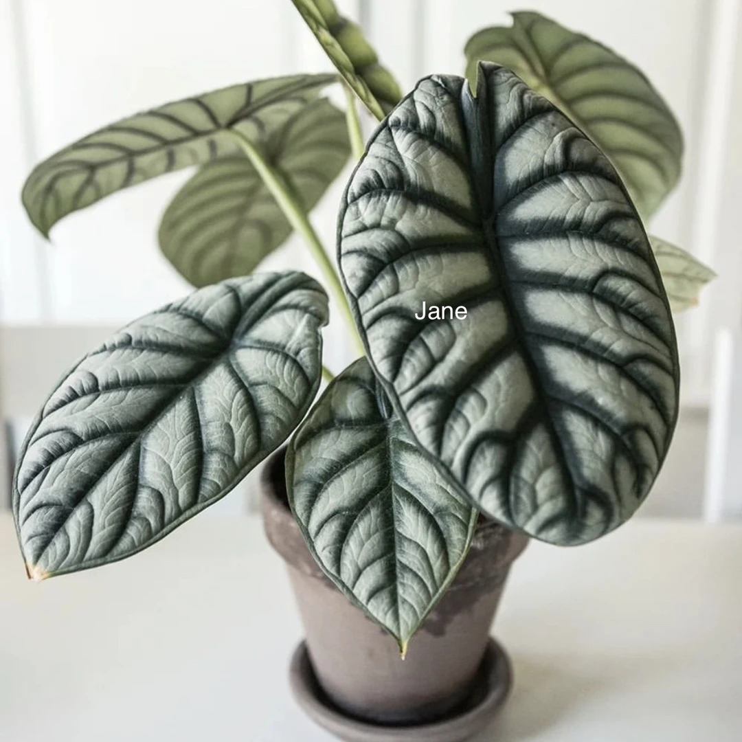 白犀牛海芋Alocasia baginda 室内观叶绿植盆栽