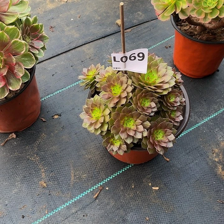 嘉**道多肉植物一物一拍069