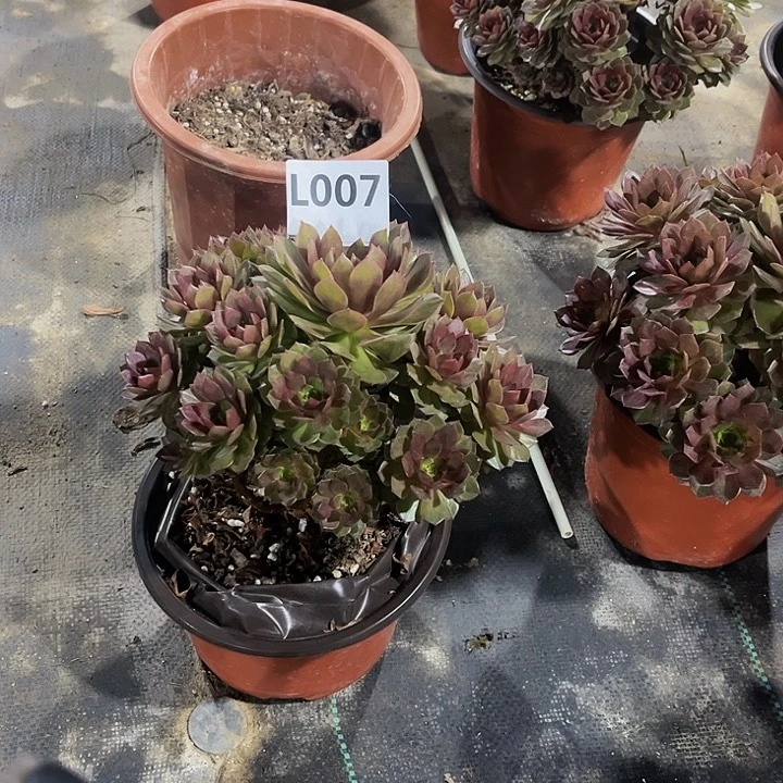 高*凤多肉植物一物一拍007