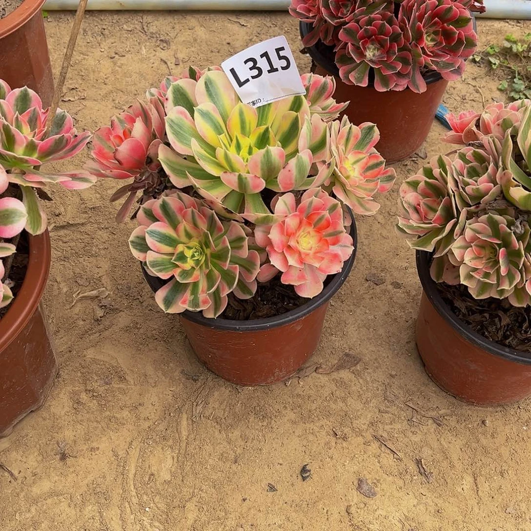 社****)多肉植物一物一拍315