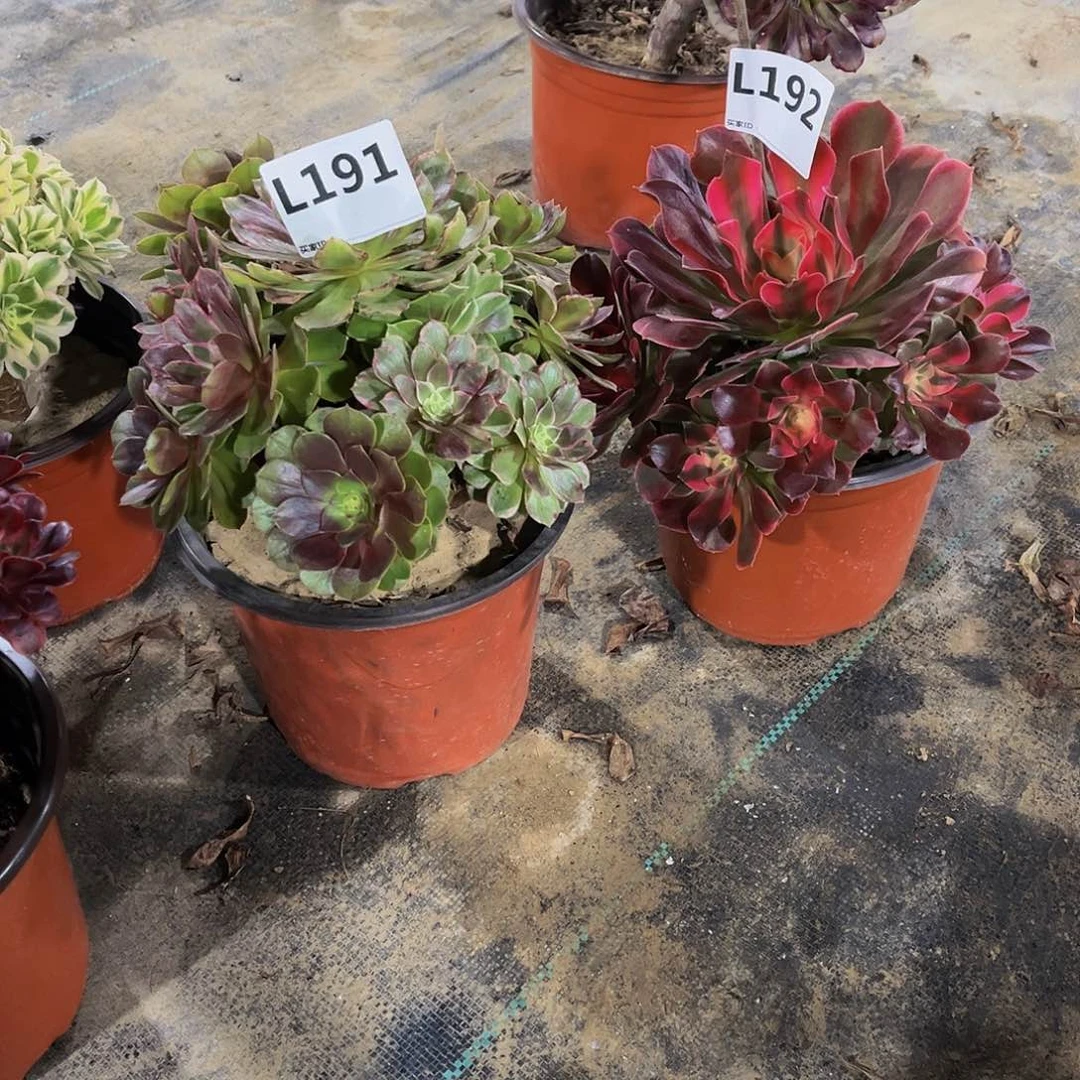?***?多肉植物一物一拍191 192