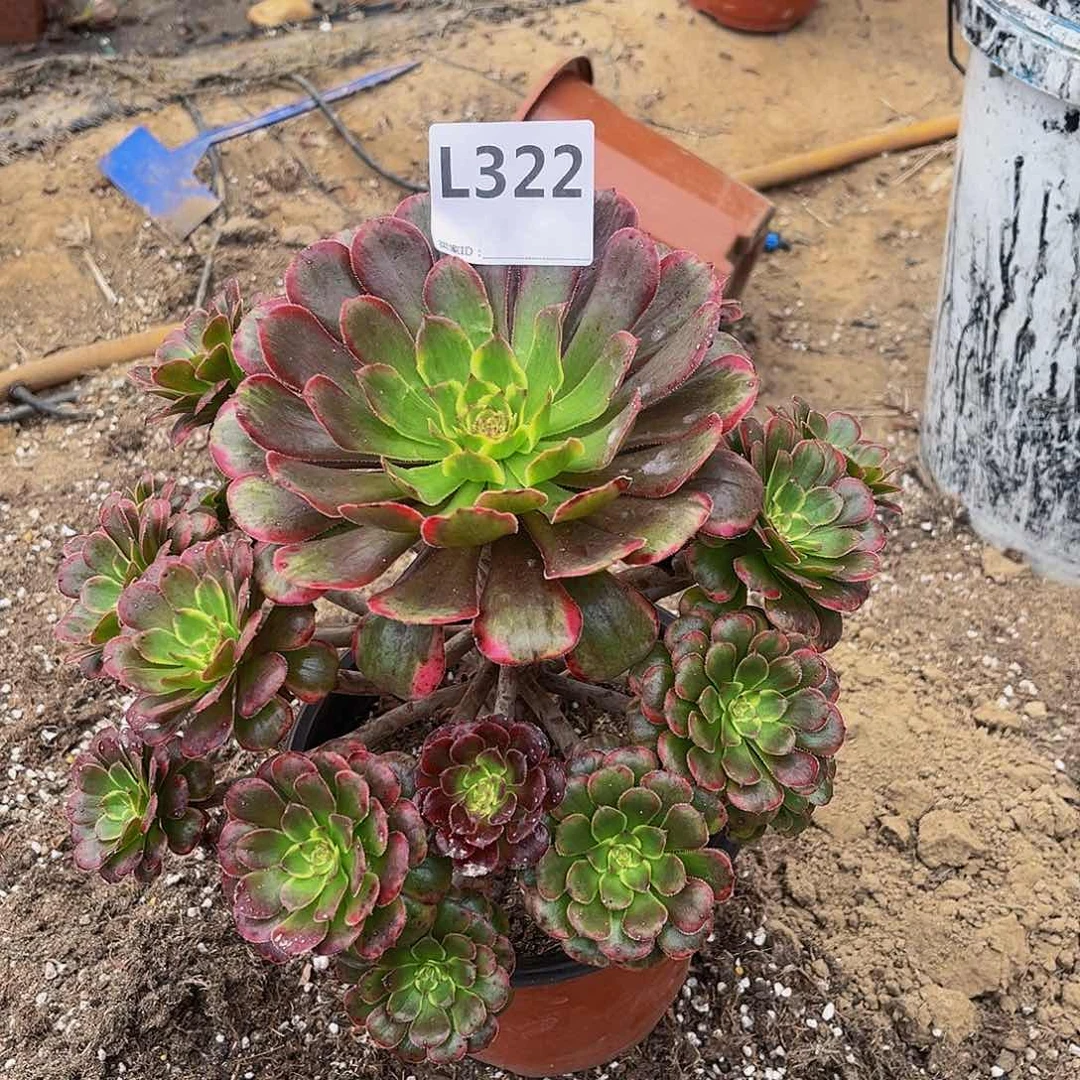 懒*羊多肉植物一物一拍322