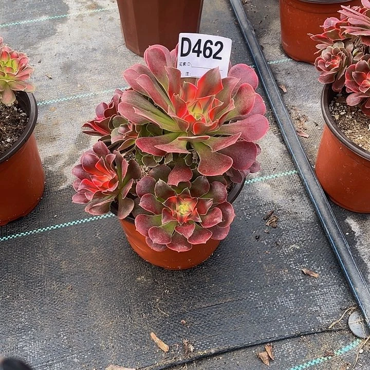 默*.多肉植物一物一拍462