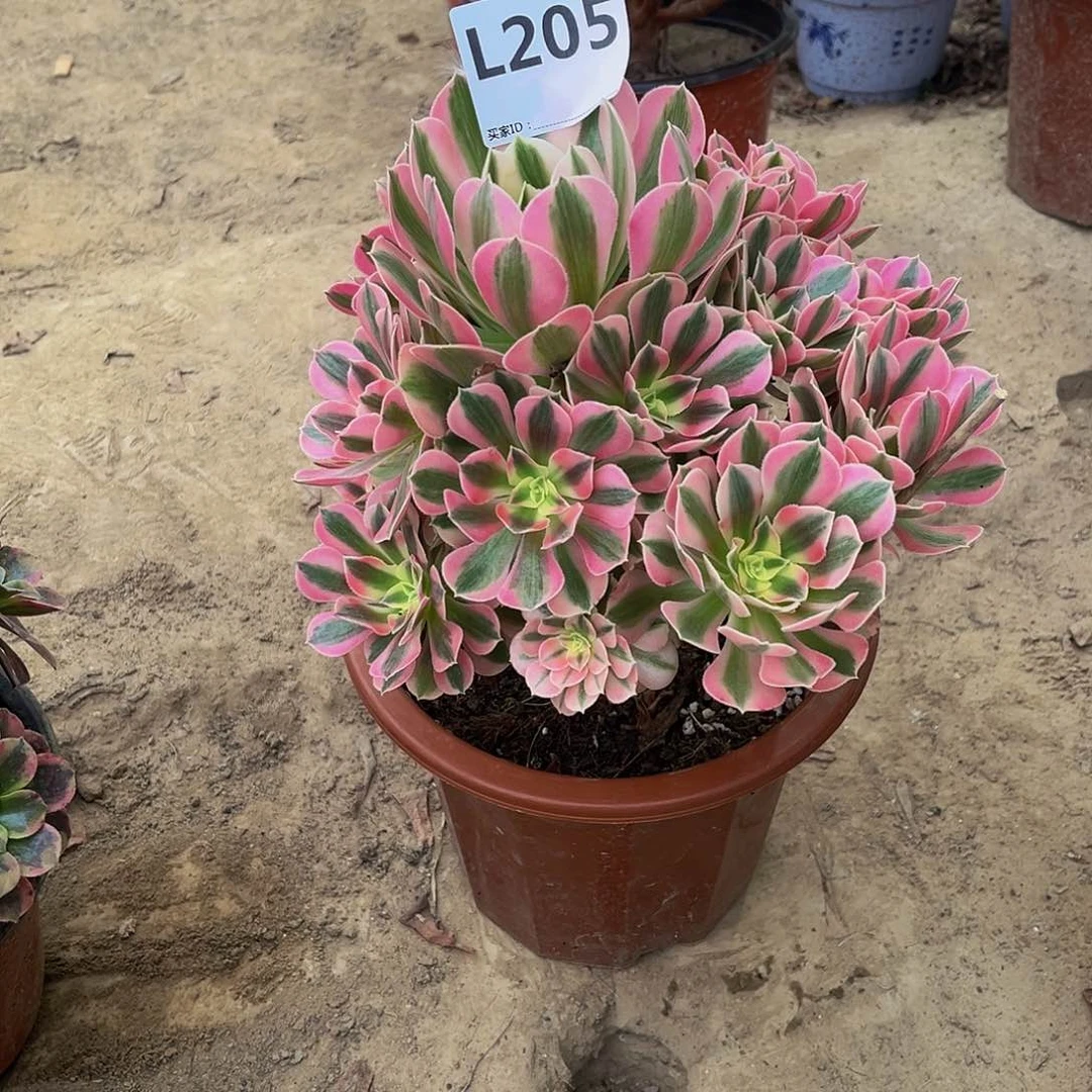 夏*多肉植物一物一拍205