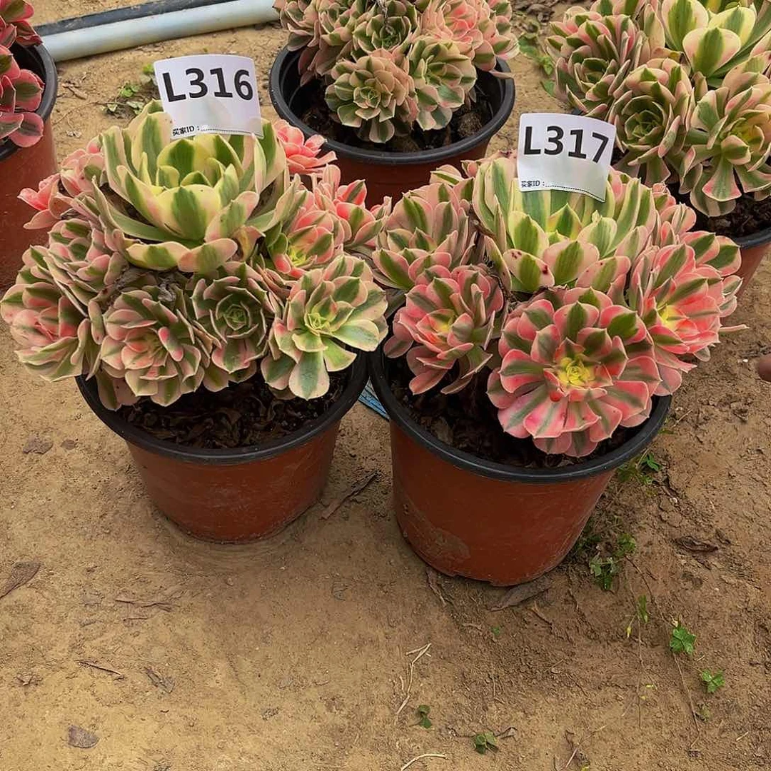 安***?多肉植物一物一拍316 317