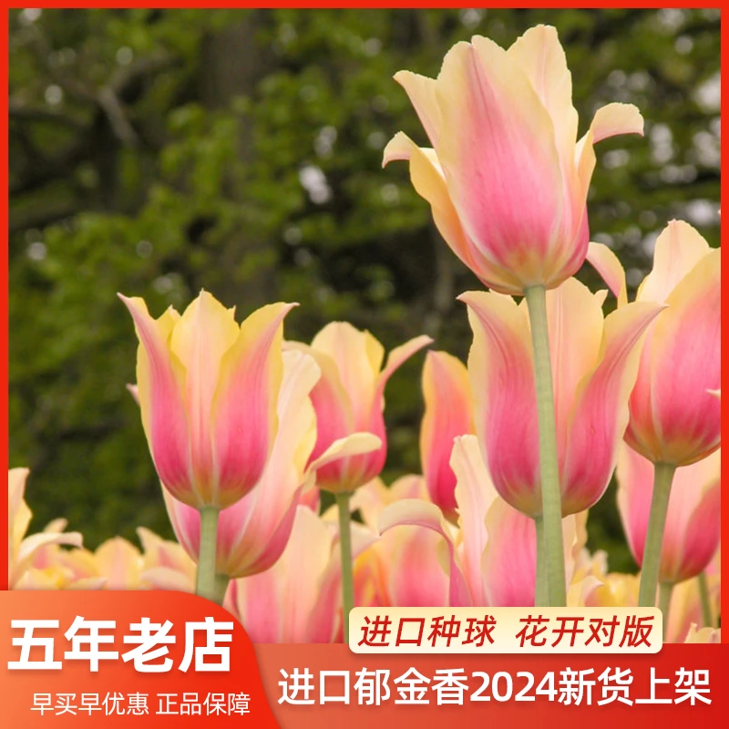 进口郁金香自然球重瓣阳台庭院种植水培土培耐寒多年生花卉盆栽
