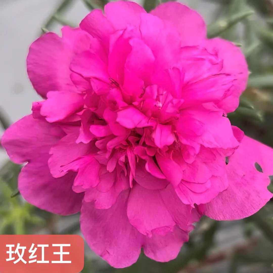 宿根重瓣太阳花玫红王无根枝条扦插养护耐寒花期开花养活种植发货