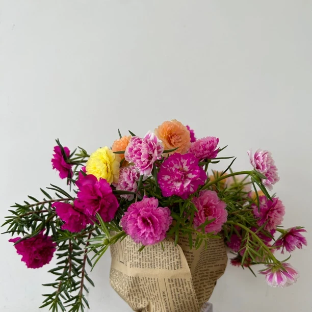 宿根重瓣太阳花适合盆栽地栽阳台庭院夏季花色成活快递发货色彩