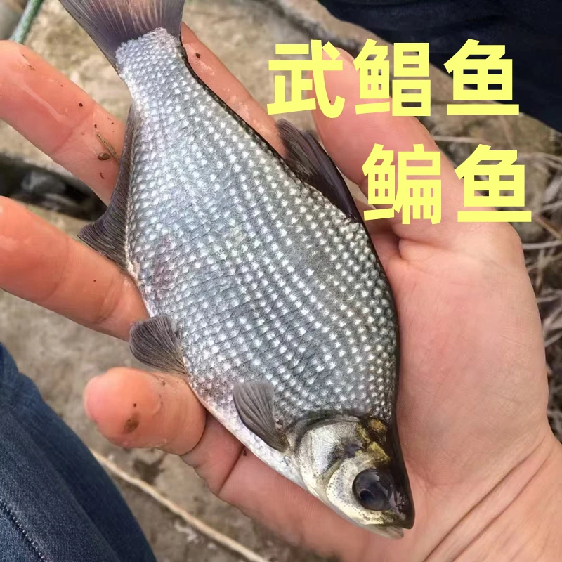 鳊鱼武鲳鱼淡水三角鲂鱼团头鲂三角边活体沙边鱼宠物水族观赏养殖