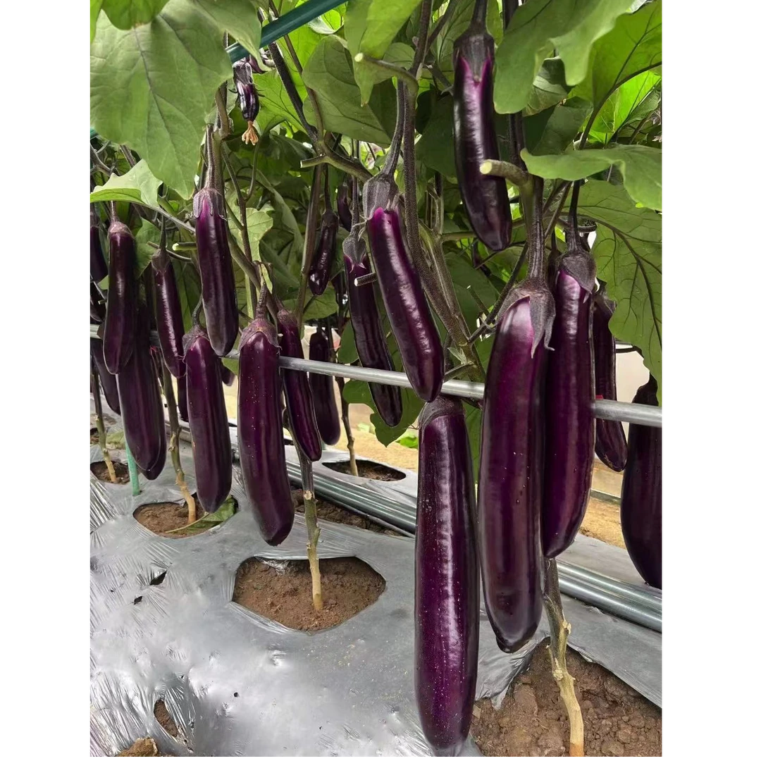泰丰9号紫茄子蔬菜种子种苗杂交一代家庭菜园种植大田种植好品种