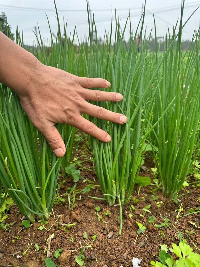 老朱推荐小香葱种子葱头阳台庭院种植阳台庭院种植耐寒葱头种子
