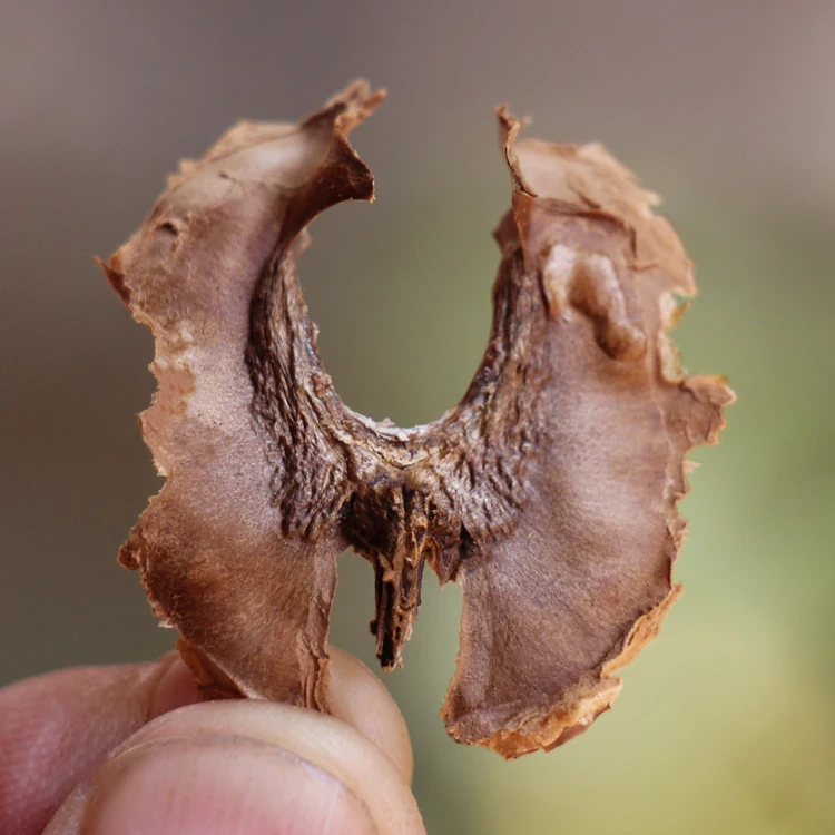 【秦巴山货】村书记助农 野生老树 核桃芯分心木100g