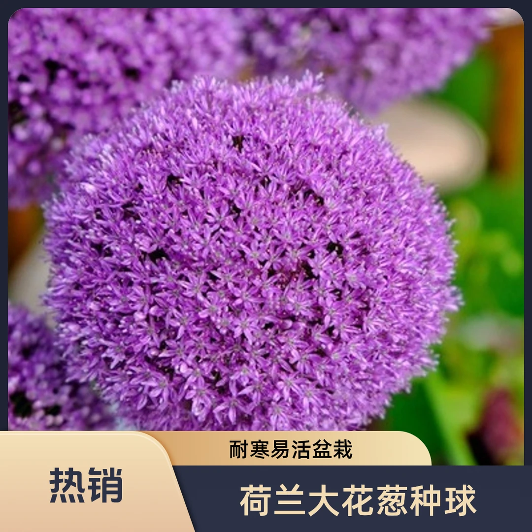 大花葱种球荷兰进口耐寒花卉盆栽植物庭院地栽大葱花球根四季易活