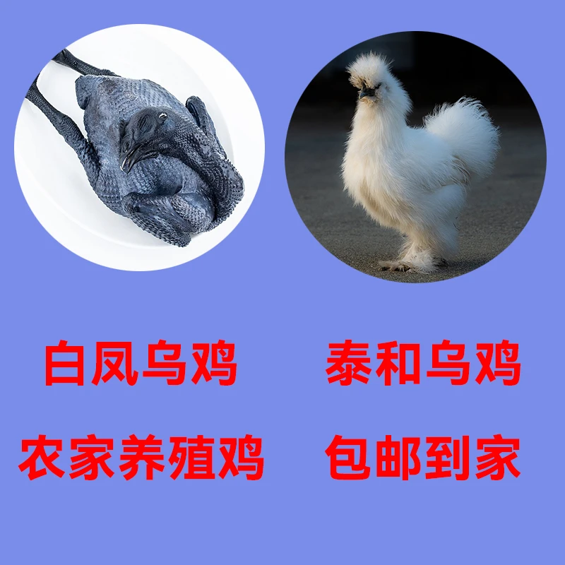 5只白凤乌鸡乌骨鸡农家养殖鸡散养土鸡走地鸡单只净重1斤包邮