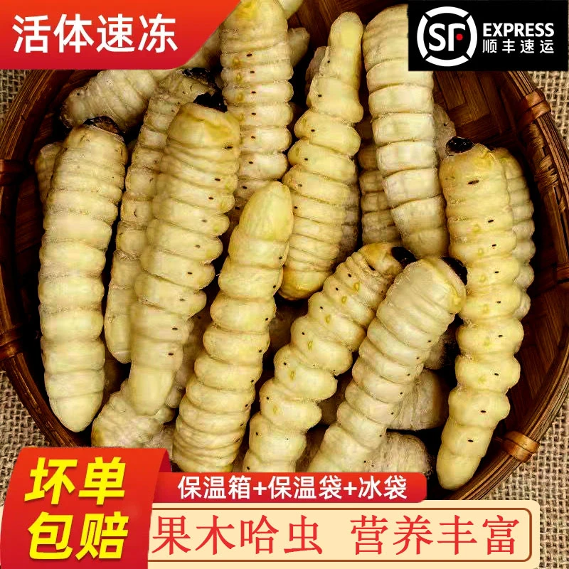 特惠清仓！昆虫美食哈虫食用蛤虫果木蛤虫梨木哈虫非柞木哈虫